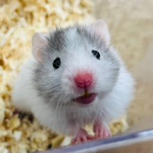 パワフルガール🐹📛セーブルハムスター(女の子)