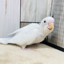 飛べることを夢見て…♡セキセイインコ（ダブルファクター）ヒナ