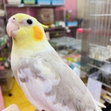 最新画像有ります🌟ミルクにちょこっとカフェオレ入れちゃいます🤎オカメインコのシナモンパイドカラー❗️