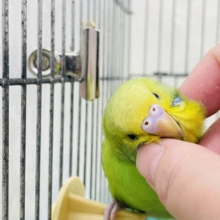【最新動画更新🪄カゴデビューしました⭐︎】モデルポーズが得意♡セキセイインコ（スパングル）ヒナ