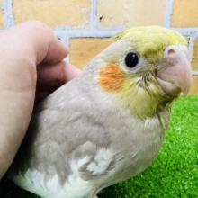 最新画像更新♥見た目も心も優しい？オカメインコのシナモン♡