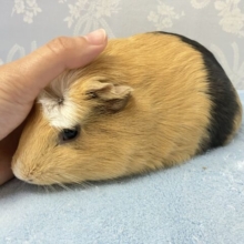 ✨️最新画像✨️カラメル増し増し🤭プリンチャン❣️🍮クレステッドモルモット  女の子 2024年6月生まれ