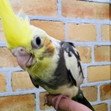 ①白黒ハッキリね！オカメインコのパイド〜☆