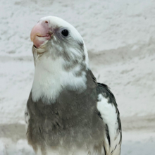 【最新画像更新🪄】白黒オセロ🤍🖤オカメインコ(WFパイド) ヒナ