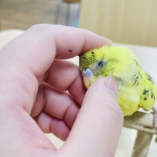 【最新動画更新🪄】わた毛たーっぷり♡♡セキセイインコ（ハルクイン）ヒナ