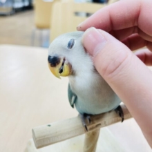 【最新動画更新🪄】てちてち歩くよ⭐︎コザクラインコ（ブルーチェリー）ヒ