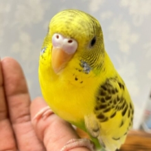やんちゃガール★໒꒱その名はハルちゃん🤭💛🌼セキセイインコ(イエローハルクイン2027年7月生まれ)