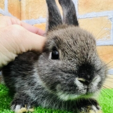 おこげ♡落ち着きのある-♪ネザーランドドワーフラビット！