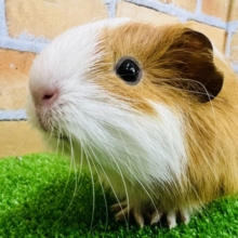 ふんわりなイングリッシュ？モルモットベビー♡