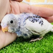 食いしん坊!バイオレットなパイド♡セキセイインコ〜