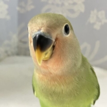 ✨最新画像✨森に潜んだ爽快DIAMOND💠👀𖤣𖠿コザクラインコ(ノーマル2024年10月生まれ)