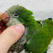 【最新画像・動画更新🪄ひとり餌になりました！】ワキワキ♬*°ノリノリオキナ💚オキナインコ(グリーン) ヒナ