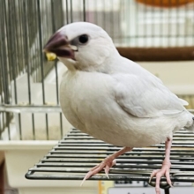 画像更新☆イケメンな☆シルバー文鳥雛入舎です♡