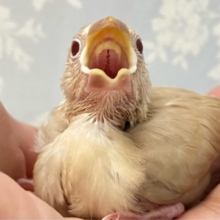 ✨最新画像✨暖かミルクティーいかが〜？🫖シナモン文鳥(2024年10月生まれ)