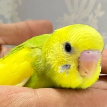 ✨最新画像✨サンサン菜の花元気っ子🏵️💛セキセイインコ(スパングルパイド2024年10月生まれ)