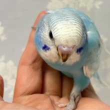 パワフル全開空翔けろ～っ！！️🩵🌤️セキセイインコ(ブルースパングル2024年10月生まれ)