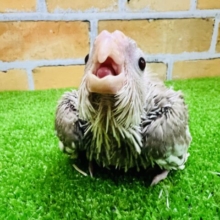 美カラー♡はらぺこオカメインコ（ホワイトフェイスシナモンパイド）