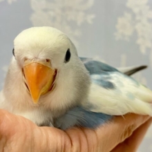 ✨最新画像✨モクモク⛅️お空の妖精さんだ～😏ᯓ★コザクラインコ(オパーリンブルーチェリーパイド2024年10月生まれ)