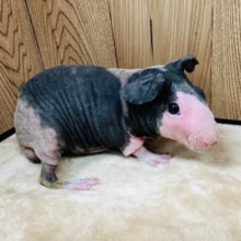 ムチムチボディ！スキニーギニアピッグの男の子