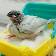 【あと1羽🪶最新画像更新🪄】仲良しコンビ🐣🐣シルバー文鳥 ヒナ