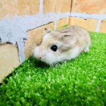 優しい顔立ちのロボ君⭐︎