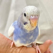 ✨最新画像✨純白な翼、ビューティフルっ🤍ྀི🪽セキセイインコ(パイド2024年10月生まれ)