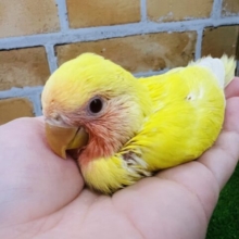 超超食いしん坊！小桜インコ（ルチノー）