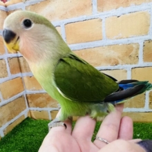 1/15画像更新☆堂々と可愛い♡小桜インコ（ノーマル）