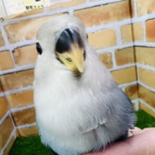 11/28画像更新☆ドキドキ♡宝石を隠し持っている小桜インコ（ブルーチェリー）