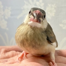✨最新画像✨アピール満開に咲き誇れ〜っ！！𓂃🌸𓈒𓏸桜文鳥(2024年10月生まれ)
