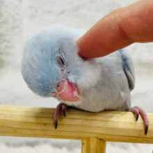 【動画更新🪄ひとり餌になりました！】初🪽食欲旺盛くすみカラーのちびっ子怪獣🦕⋆͛マメルリハ(コバルトダイリュート) ヒナ