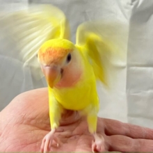 ✨最新画像✨太陽をも浴びるサンサンレモン🍋 .*゜⸒⸒⛅️コザクラインコ(ルチノー2024年10月生まれ)