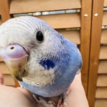 11/30更新☆ぷくもち♡青空カラー☆セキセイインコ（ブルースパングル）