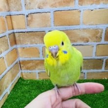 11/30更新☆綺麗な若草カラー☆セキセイインコ（グリーンスパングル）