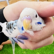 飛ぶって楽しい♪陽気なセキセイインコ（ブルーパイド）