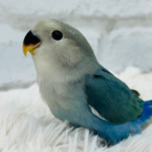 【最新画像更新🪄】ヒナヒナちゃん♡コロンっとしちゃう♡コザクラインコ(オパーリンブルーチェリー) ヒナ