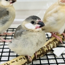 12/9更新☆ぱっちりお目目♡桜文鳥の雛〜♡