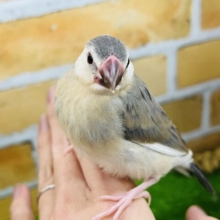 12/9更新ちょっと個性〜白多めな桜文鳥！