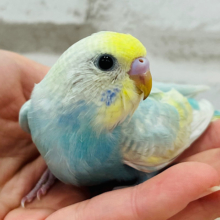 【最新画像更新🪄】ちょいたれ目ちゃん☆　こちらもたれ目になりそう。。。かもっ　セキセイインコ　パステルレインボー～～