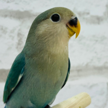 【最新画像更新🪄ひとり餌になりました！】まだまだたくさん甘えさせてね？🍼コザクラインコ(ブルーチェリー) ヒナ