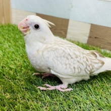 シナモンカラーのパール模様が可愛すぎっ😍オカメインコのホワイトフェイスシナモンパールパイド！！