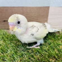 あわ〜いお色に黒い模様が美しい✨セキセイインコの四色ハルクイン！！