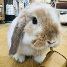 2/15更新☆血統書付き✴︎お人形級の可愛さ‼︎♡ロップイヤーの男の子♡