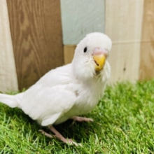 最新画像あります🤍純白・純粋キュルキュルおめめで見つめられちゃいます😍真っ白さんなセキセイインコのダブルファクター‼️