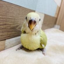 最新画像あります♪優しいお色の癒しフェイス〜☺️コザクラインコのシナモン系！！