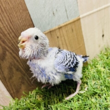 元気いっぱいなアピール上手になれるかな❣️❓セキセイインコのオパーリン！！