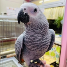 最新画像あります📷メロメロ必須💕超甘えん坊なヨウムのヒナがやってきたー‼️