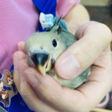 こりゃたまらん❤︎*ˊᵕˋ 手乗りコザクラインコ(シーグリーン)💚🤍