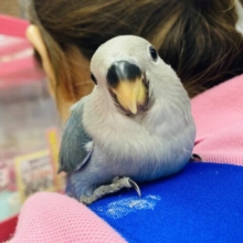 最新画像🌟いと美し..❤︎⁎ᵕ ᵕ⁎ なんというかわいさ💫 手乗りコザクラインコ(ブルーチェリー)さん🩵💙