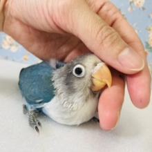 と~っても綺麗なブルーボタンちゃん入舎です🩵🫧✨